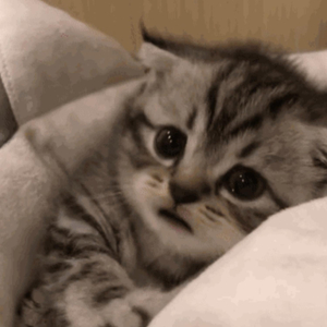 精品精品无码视频在线观看
